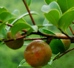 �c���鿴Ԕ��